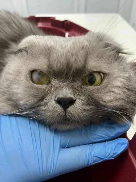 Иркутские ветеринары спасли кота, потерявшего зрение из-за некроза роговицы