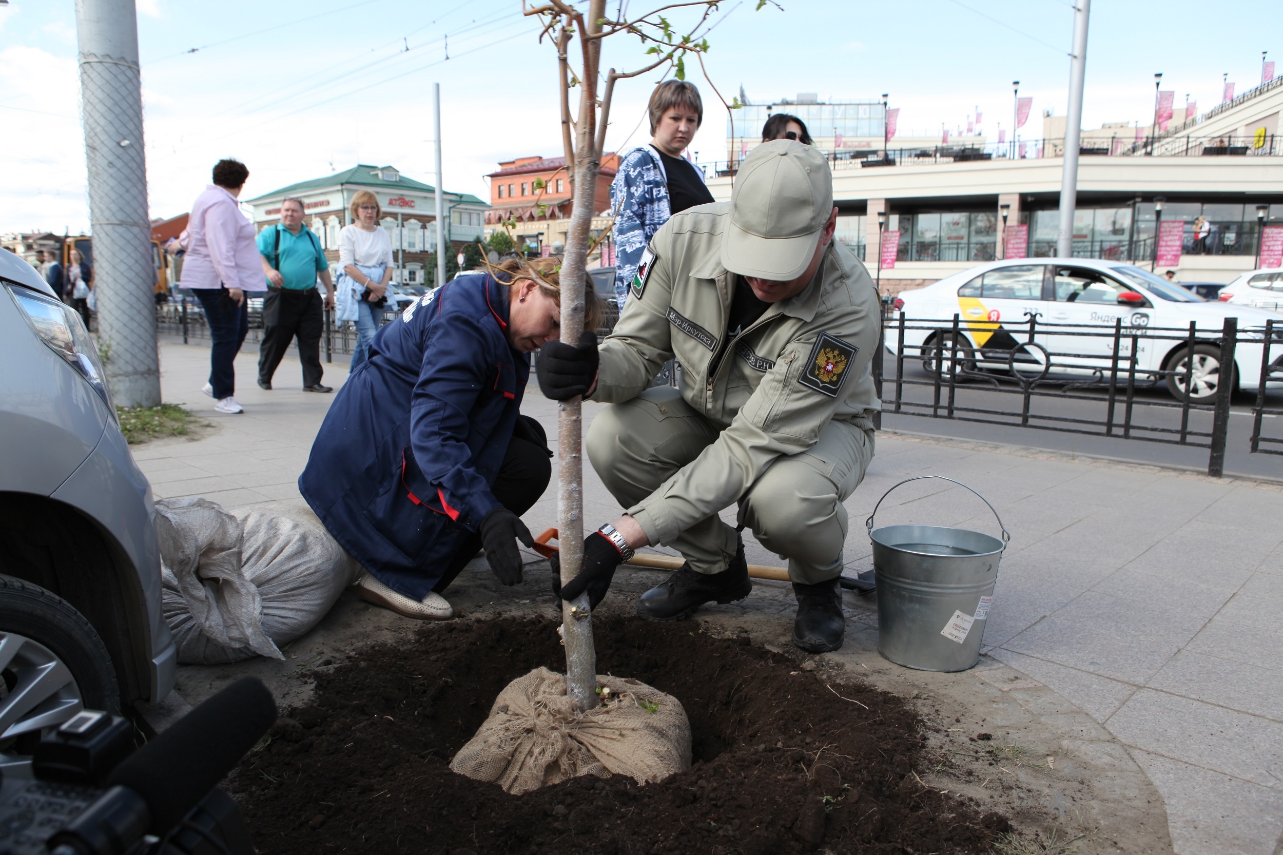 Еще один сад памяти появился в Иркутске: 25 лип высадили на улице 3-го Июля