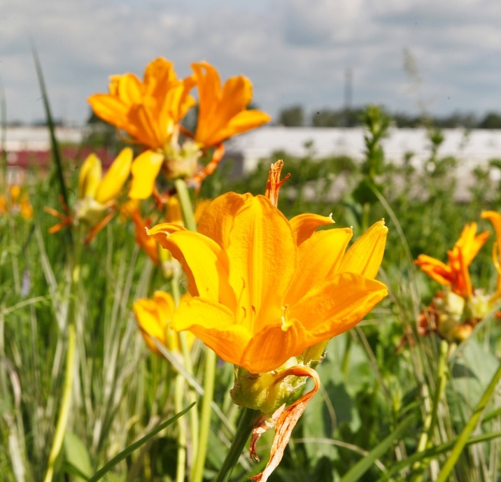 Желтые цветы в поле на солнечном свете