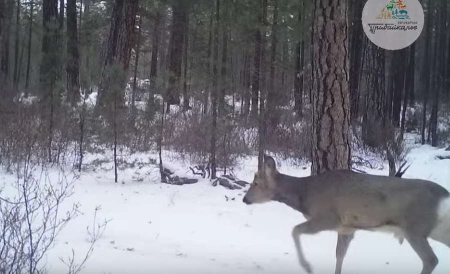 Парад зверей. Лиса, волк и заяц попались в одну фотоловушку на Байкале