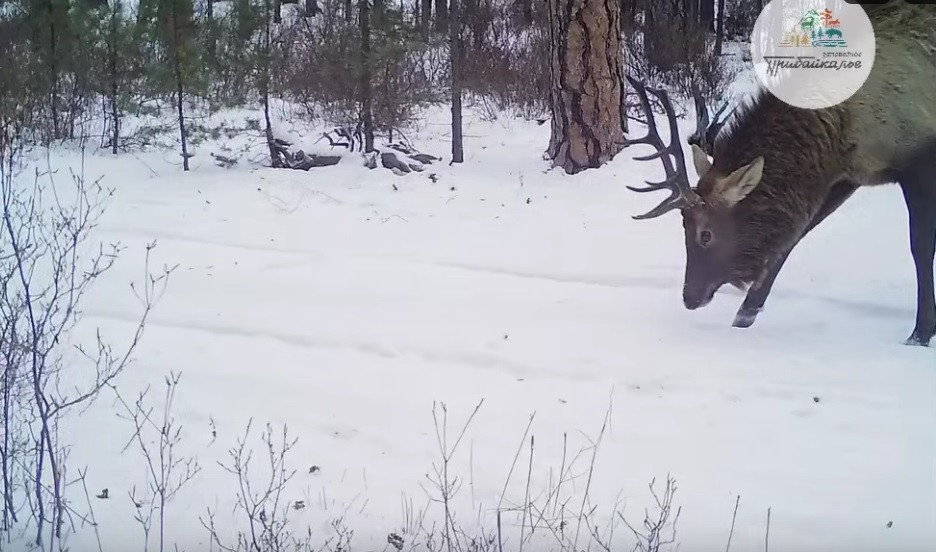 Парад зверей. Лиса, волк и заяц попались в одну фотоловушку на Байкале