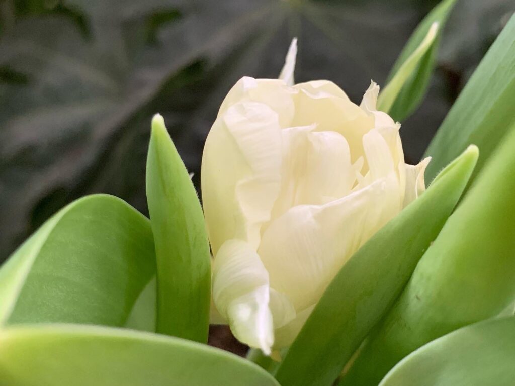 Хорошее за неделю: первые тюльпаны и скорое открытие "Сильвер Молла"