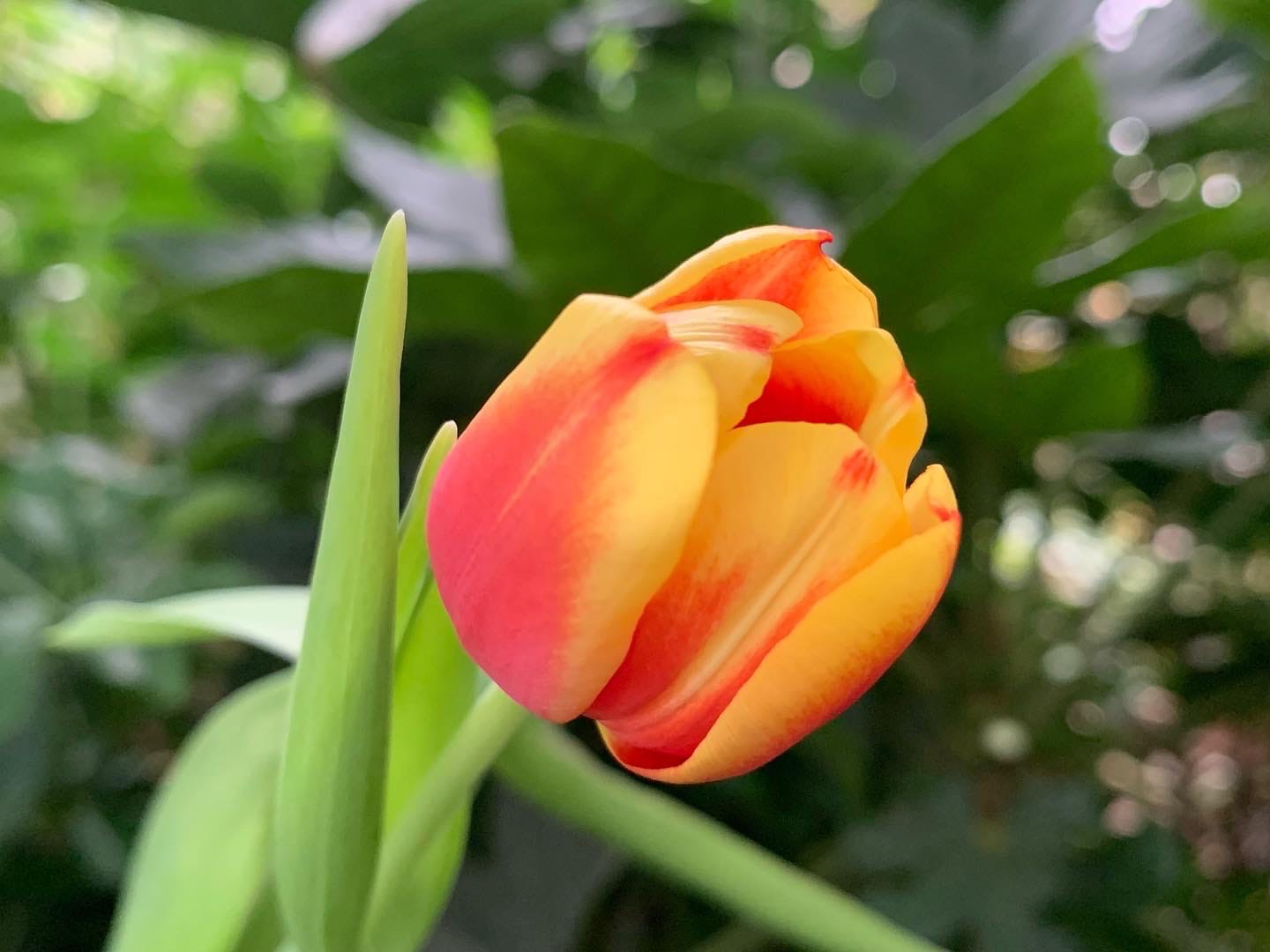 Хорошее за неделю: первые тюльпаны и скорое открытие "Сильвер Молла"