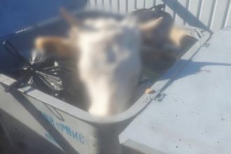 В мусорных контейнерах в Иркутской области нашли останки животных
