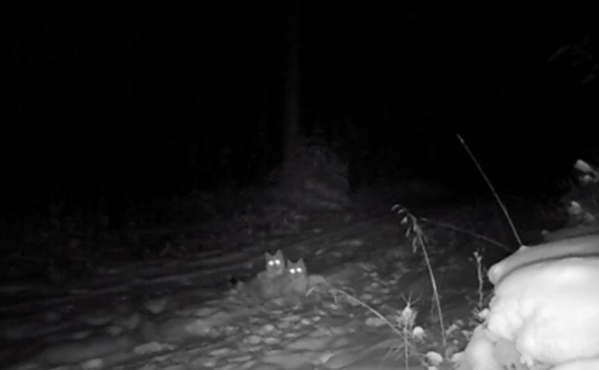 Игры двух котят рыси попали на видео в Прибайкальском нацпарке