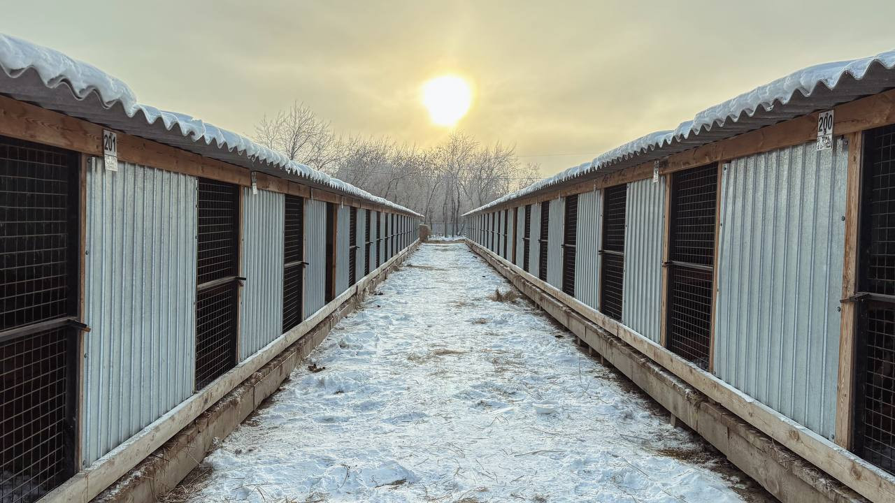 Чиновники проверили условия содержания отловленных собак в питомнике «5 звезд»