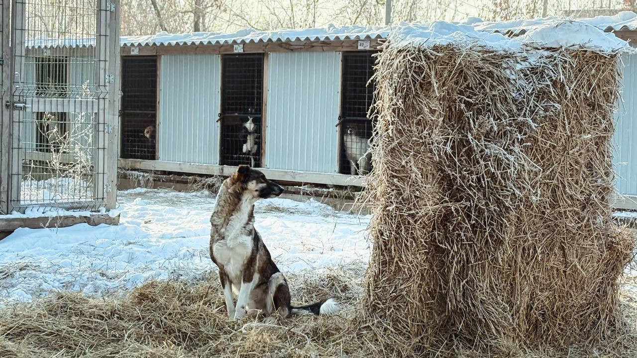 Чиновники проверили условия содержания отловленных собак в питомнике «5 звезд»