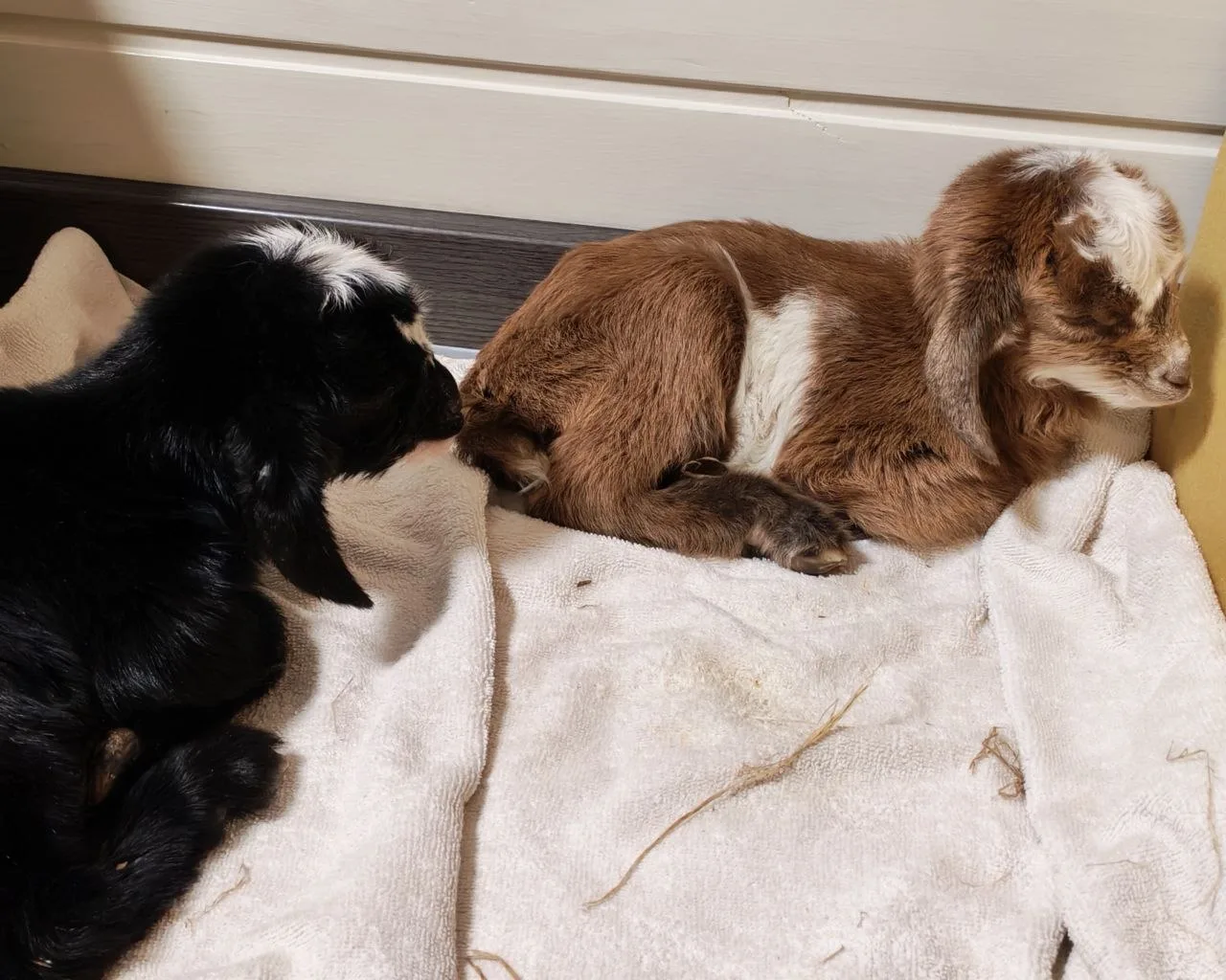 Двое козлят родились в Сибирском зоопарке