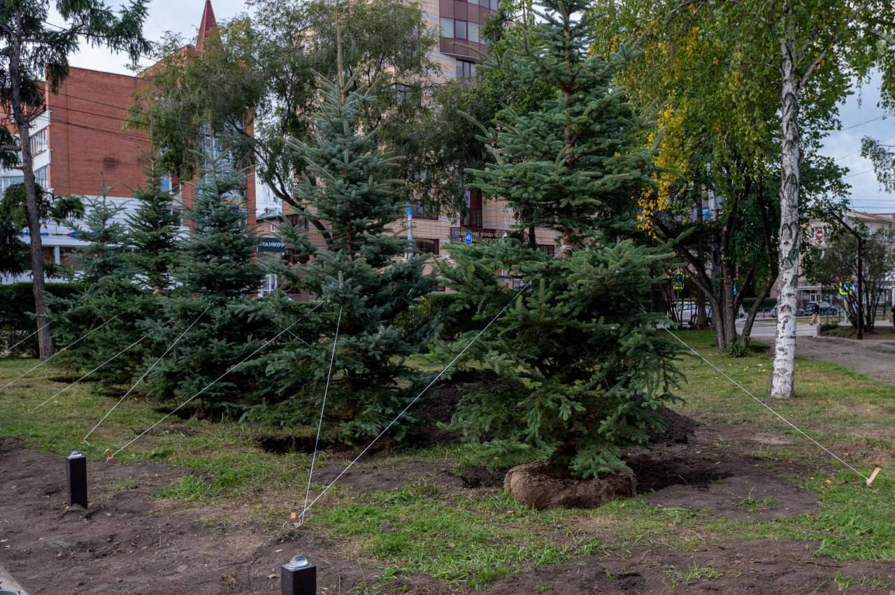 Хвойные деревья в парке с опорными тросами.