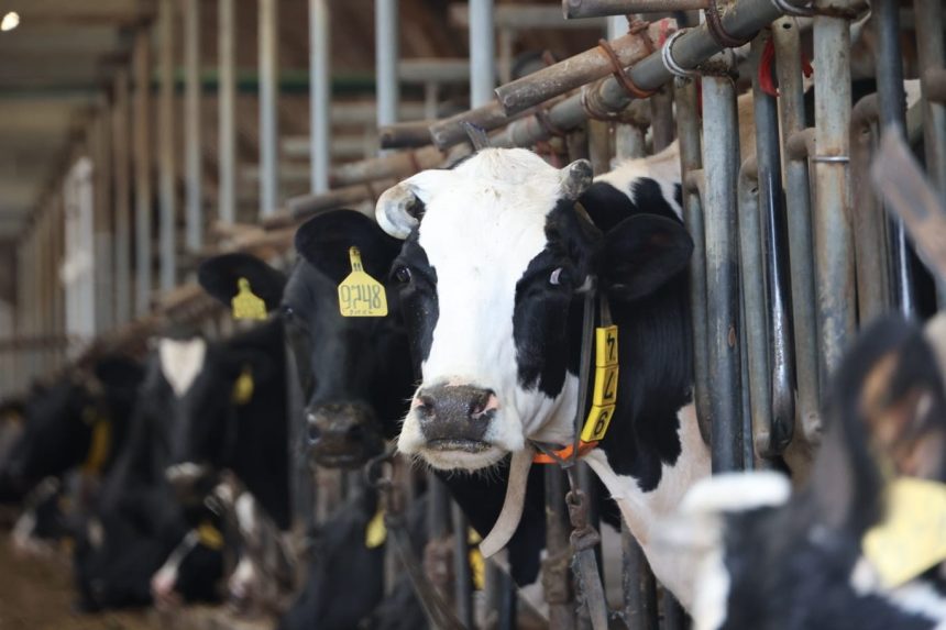Иркутская область завершает ревакцинацию крупного рогатого скота от узелкового дерматита