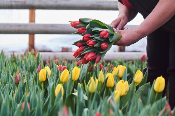 Иркутский "Горзеленхоз" будет выращивать еще больше тюльпанов