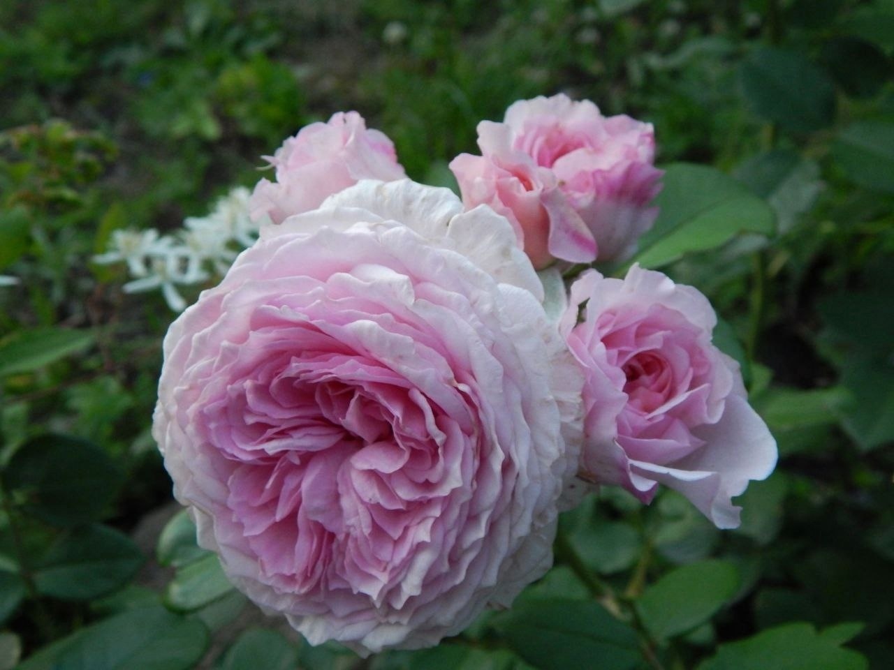Иркутян приглашают на выставку роз и лилейников 1 и 2 августа