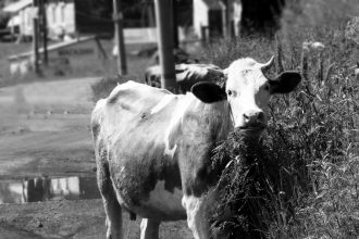 В Иркутском районе фермер не получил компенсацию за скот