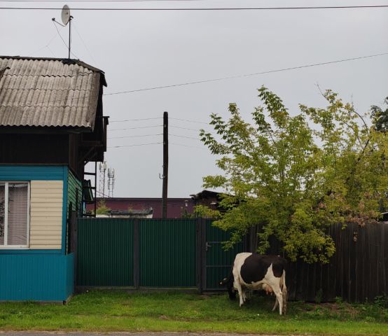 Штрафы за выпас скота в неположенных местах введут в Приангарье