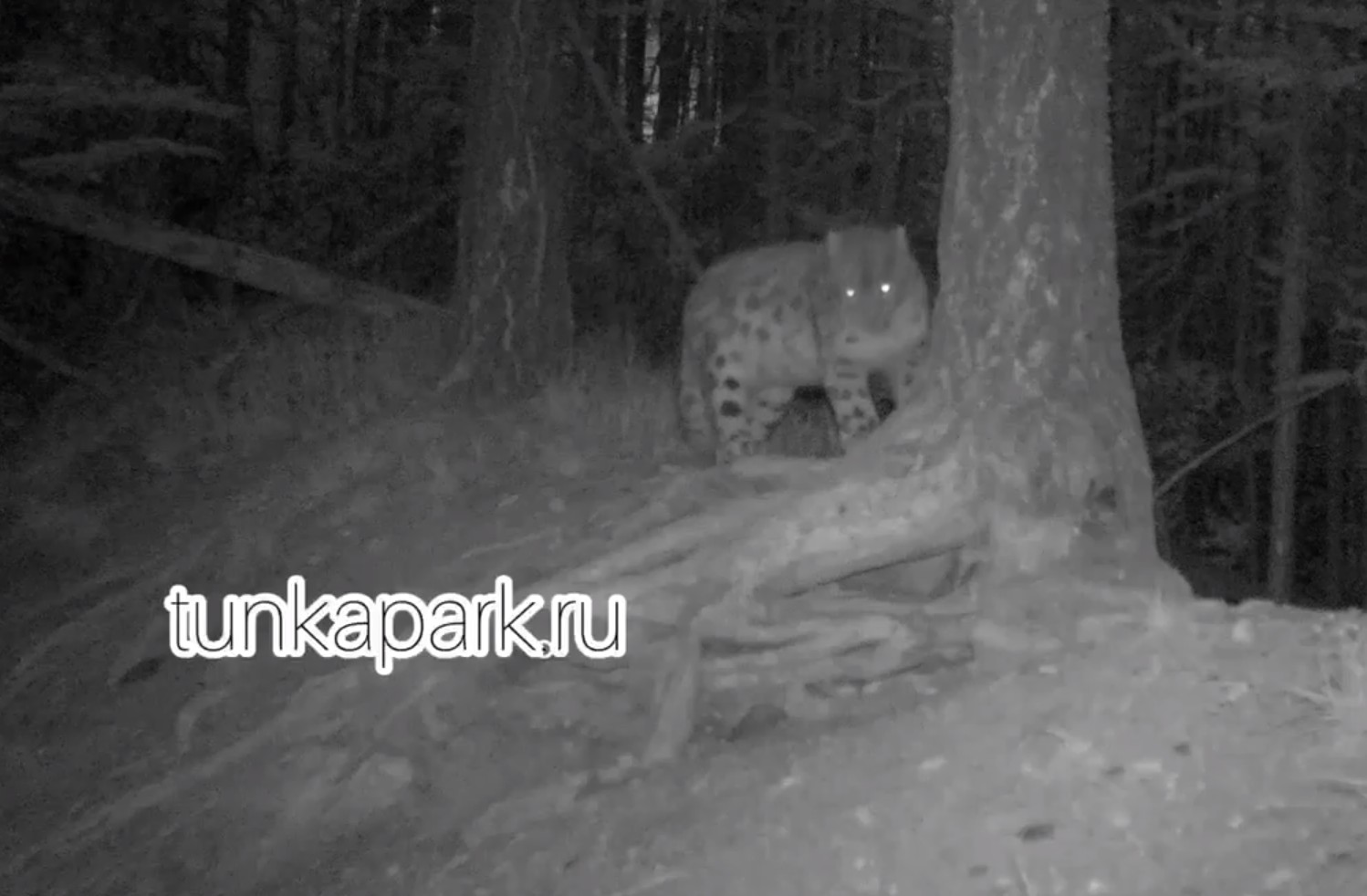 Краснокнижный снежный барс попал на кадры фотоловушки в Тункинском нацпарке