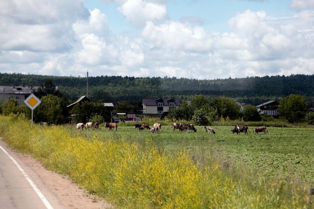 Режим ЧС из-за болезни скота ввели еще на одной территории Иркутской области