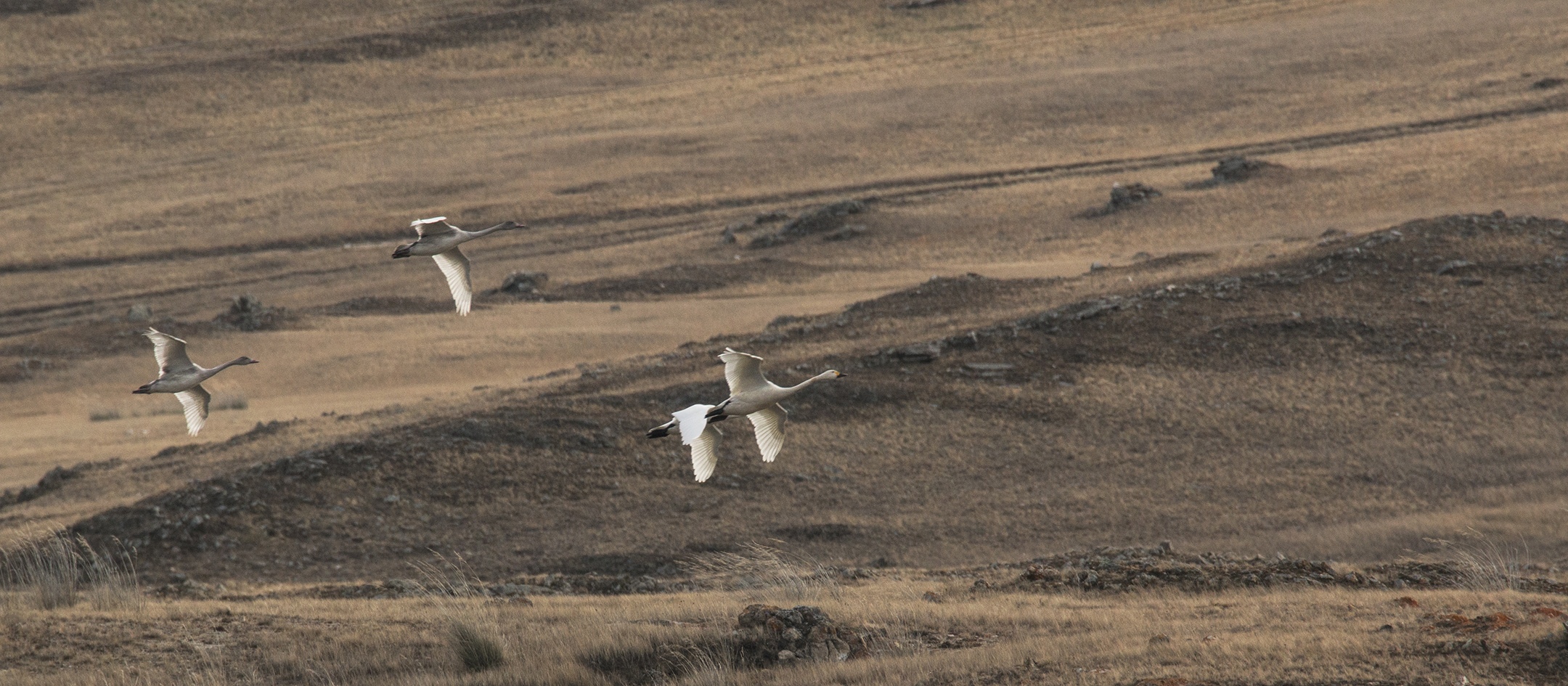 Лебеди впервые за историю наблюдений остались зимовать в заказнике Приангарья
