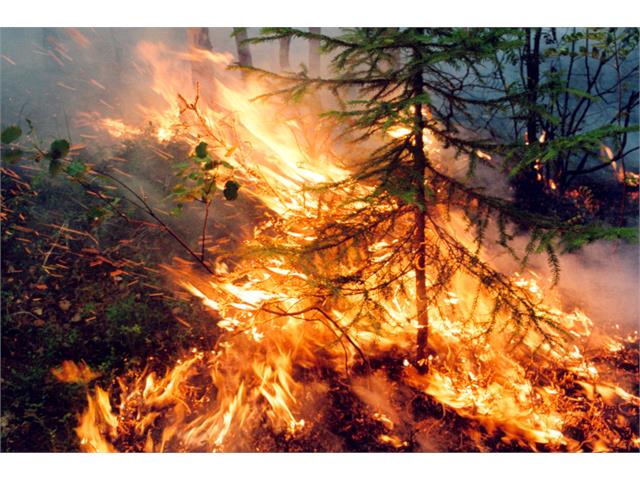 Леса горят в Тункинском национальном парке