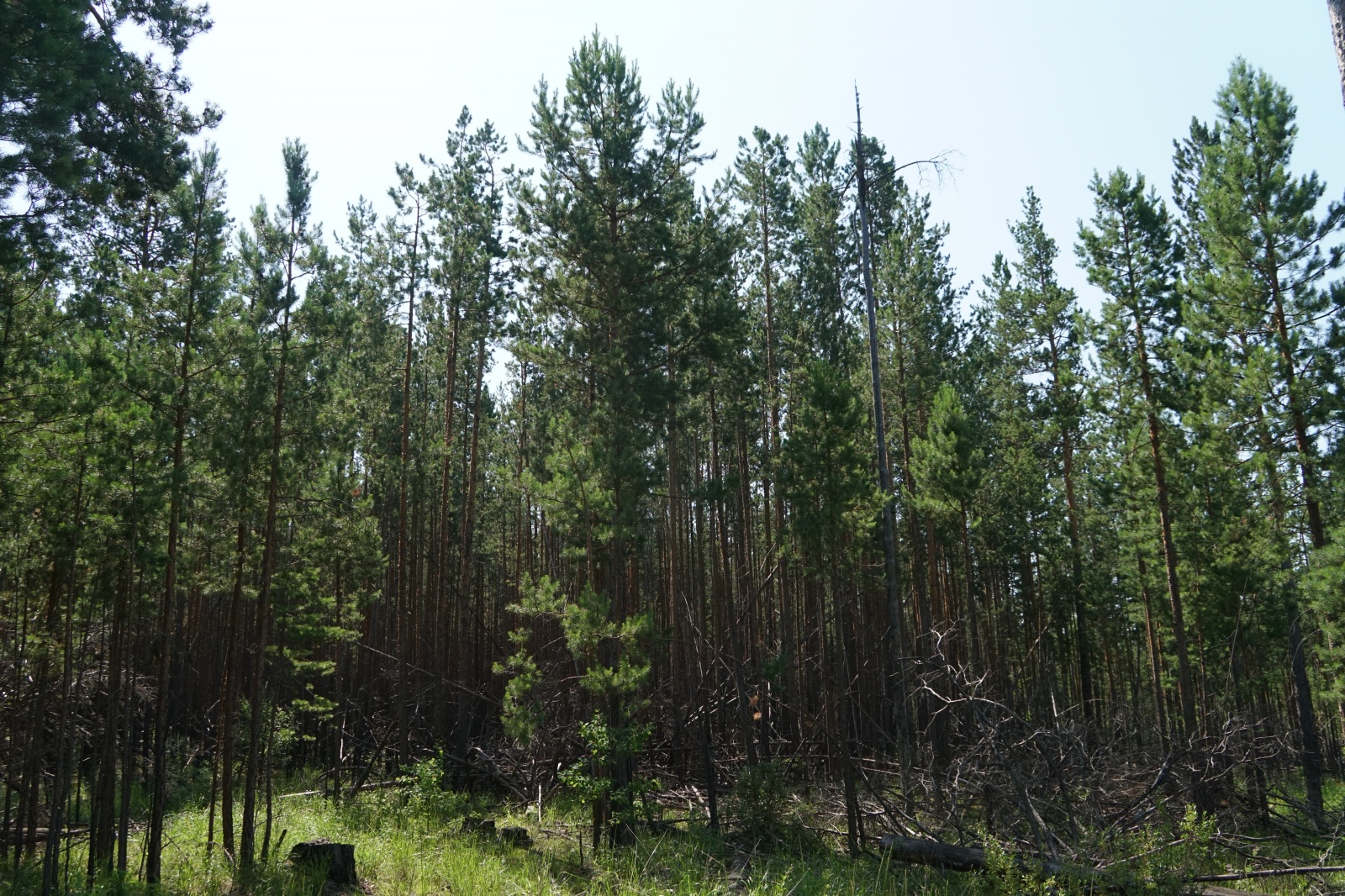 Леса, прилегающие к поселениям в Иркутской области, очистят от валежника