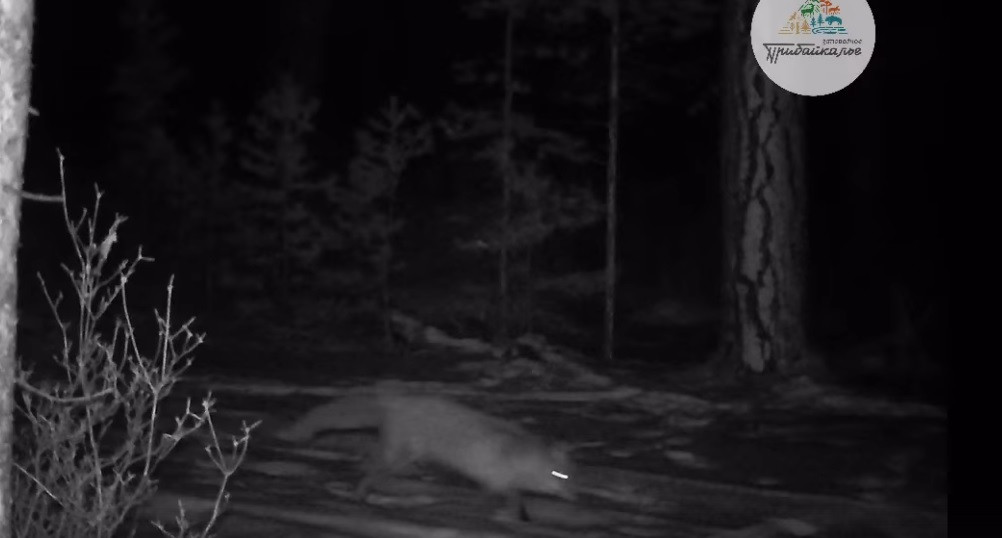 Парад зверей. Лиса, волк и заяц попались в одну фотоловушку на Байкале