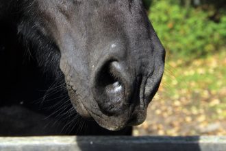 Лошадь родила под окнами налоговой инспекции в Бурятии