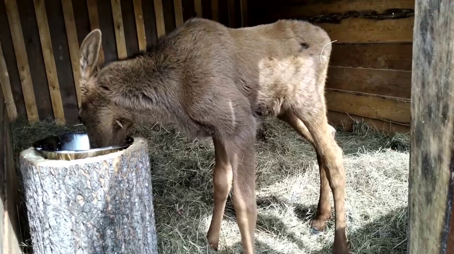 Маленький одинокий лосенок пришел за помощью к людям в Ольхонском районе