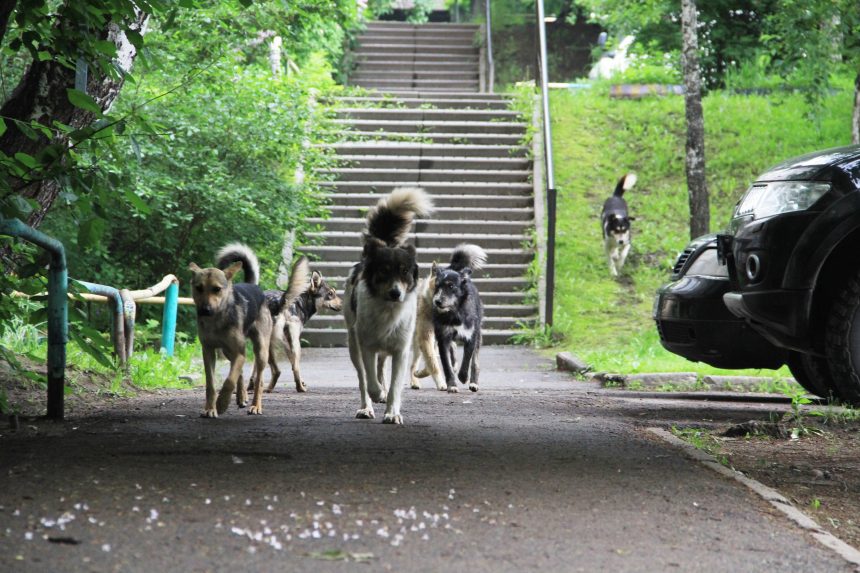 Места обитания стай бродячих собак в Иркутске