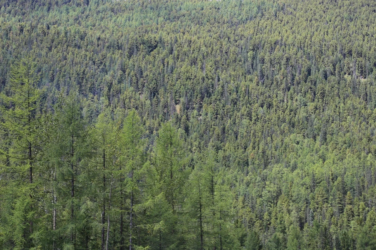 Глава Приангарья предложил меры поддержки лесной отрасли на совещании в правительстве РФ