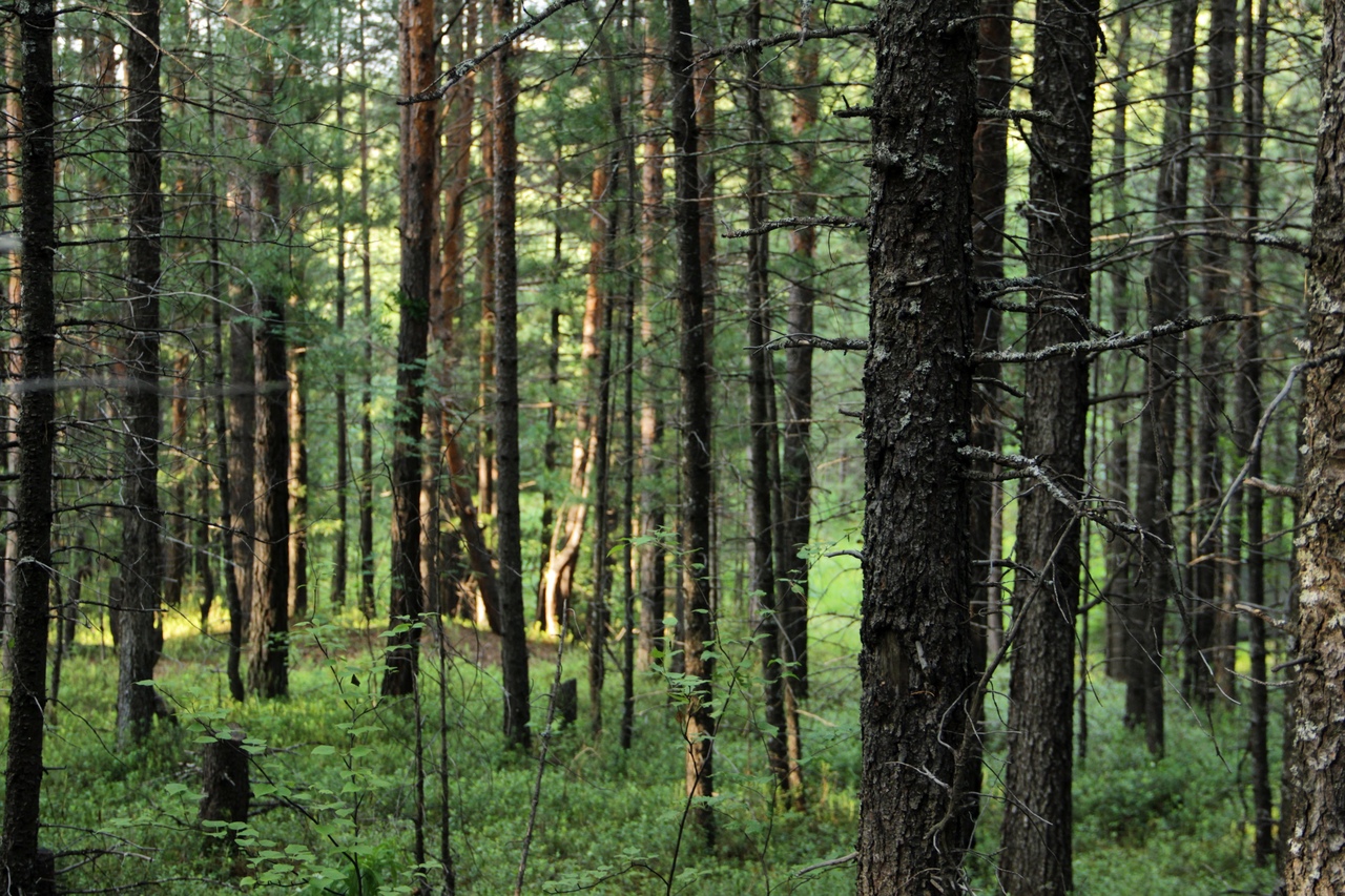 На КБЖД туристы сожгли лес почти на 4 млн рублей