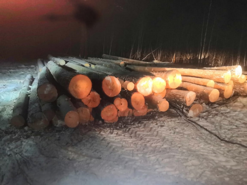 Нарубили дров на 3 млн рублей: под Тайшетом поймали "черных лесорубов"