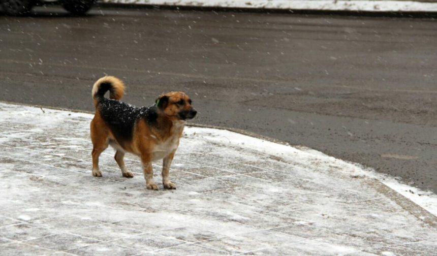 Небольшой снег ожидается в Приангарье в последние выходные января