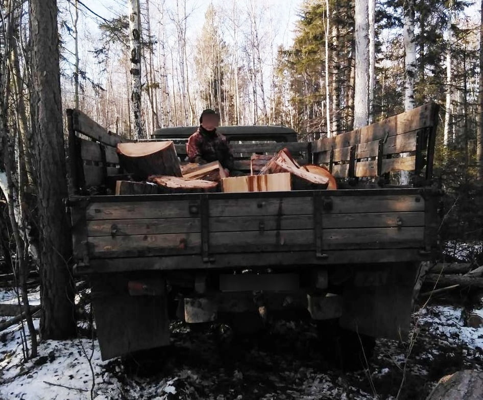 Нелегальную рубку леса на 300 тысяч рублей пресекли в Братске