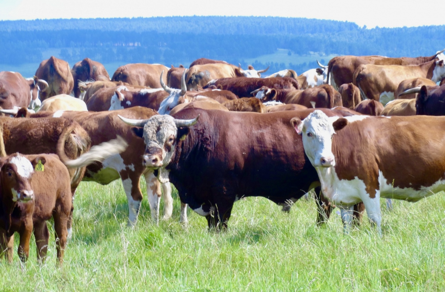 Объемы производства мяса растут в Иркутской области - правительство