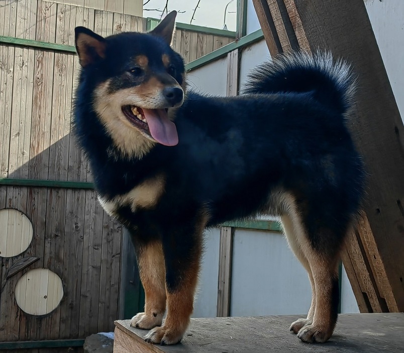 Одну из пропавших собак вернули в Иркутскую зоогалерею, вторую ищут