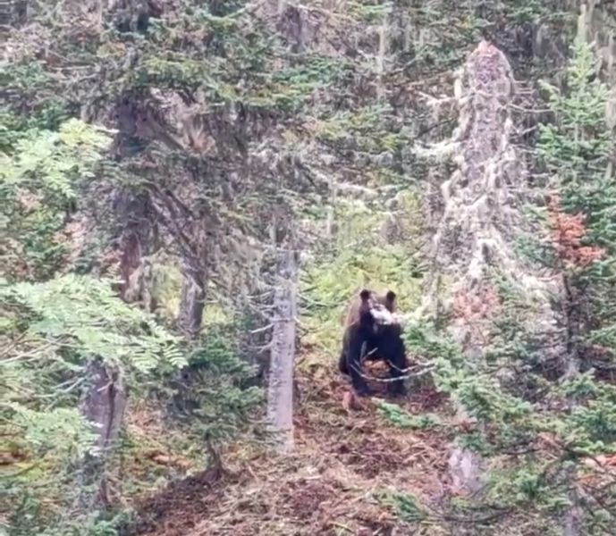 Два нападения медведей на людей произошли в Иркутской области за выходные