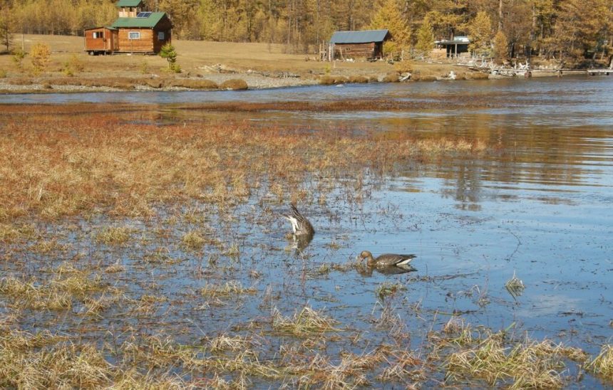 Ornitolog Rasskazala O Druzhbe Dvuh Gusey Na Baykale 4