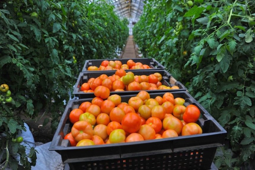 Первый урожай томатов и перцев собрали в теплицах Иркутской области