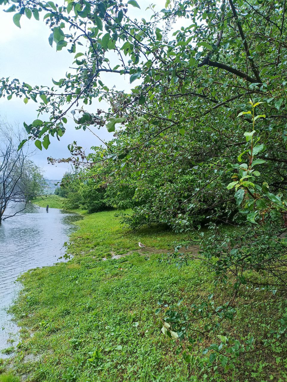 Дождливый Иркутск сегодня. Фото