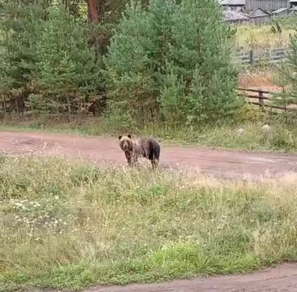Медведь на дороге в лесу, лето.