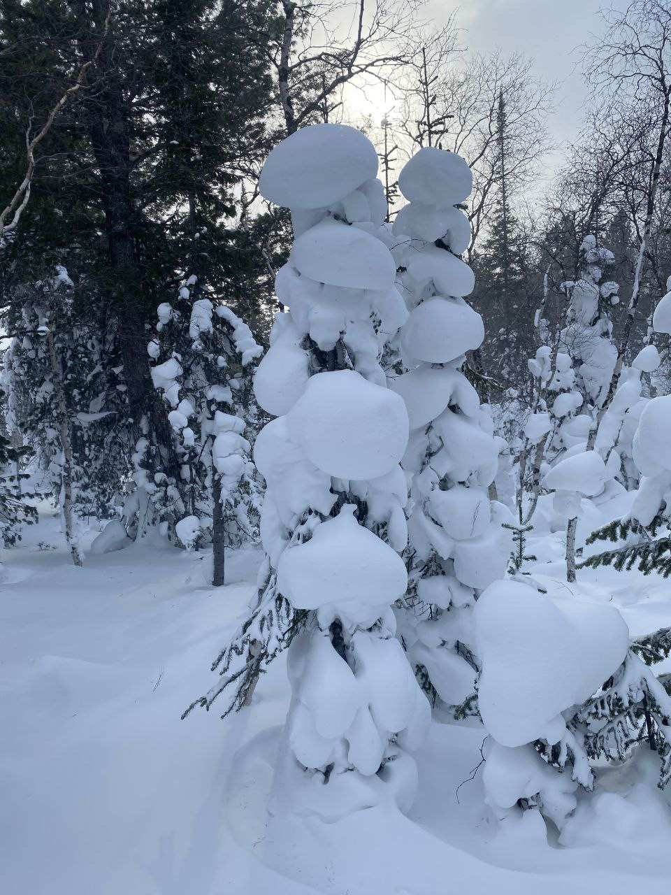 В поисках оленей по Хамар-Дабану