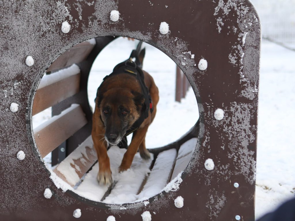 Площадка для выгула и дрессировки собак появилась в микрорайоне Зеленый