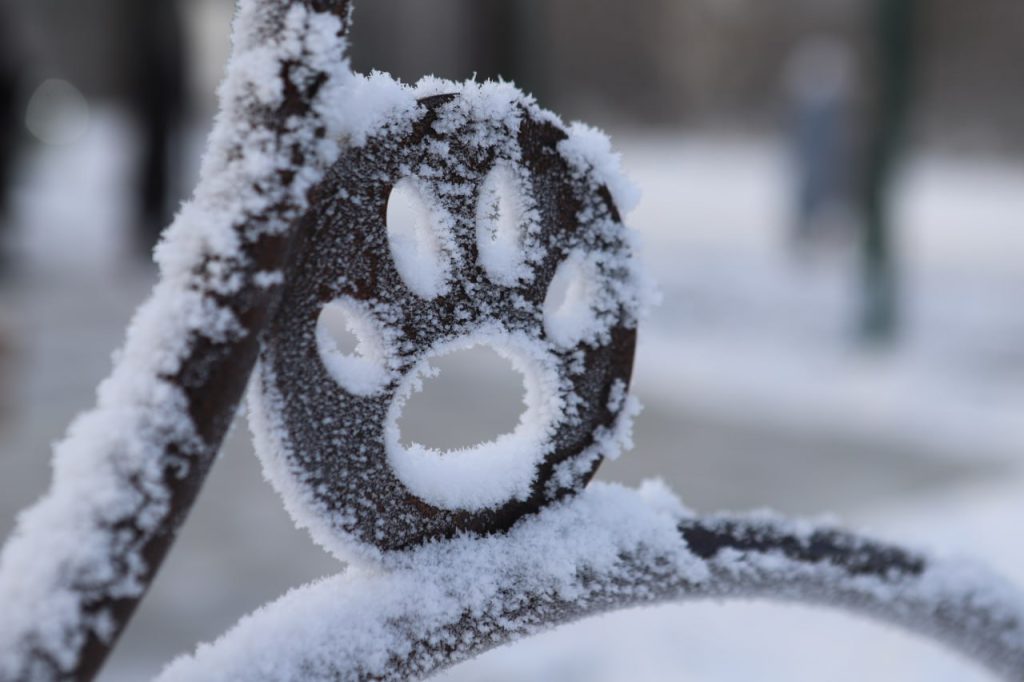 Площадка для выгула и дрессировки собак появилась в микрорайоне Зеленый