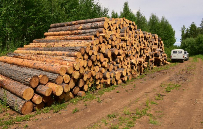 В Иркутской области глава одного из муниципалитетов обвиняется в контрабанде леса