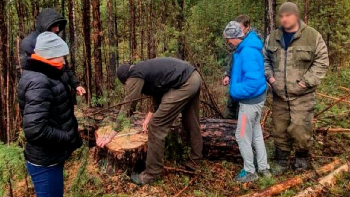 Подозреваемых в вырубке деревьев на 600 тысяч задержали в Иркутской области