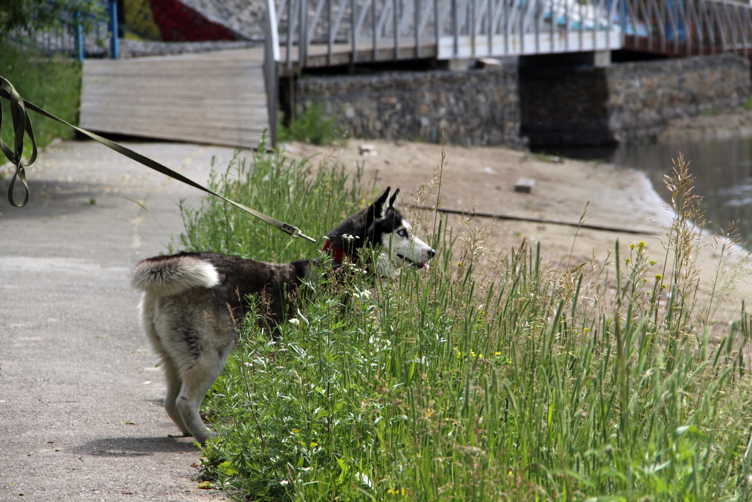 Полигон для тренировки собак хотят создать в Ангарске