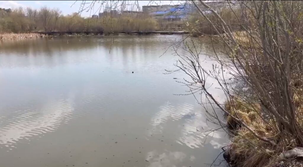 Полицейский в Иркутске спас тонувшую в пруду женщину