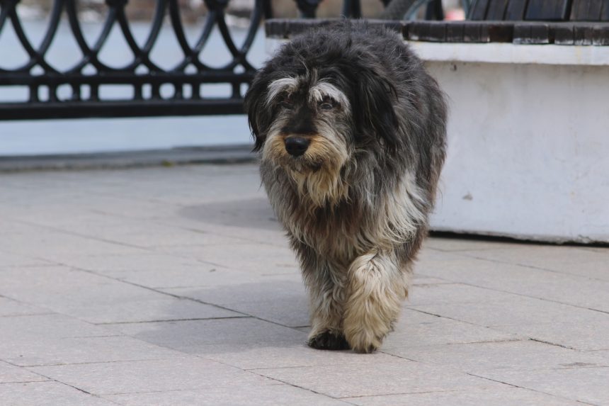 Порядка 360 бездомных собак отловят в Иркутске в 2022 году