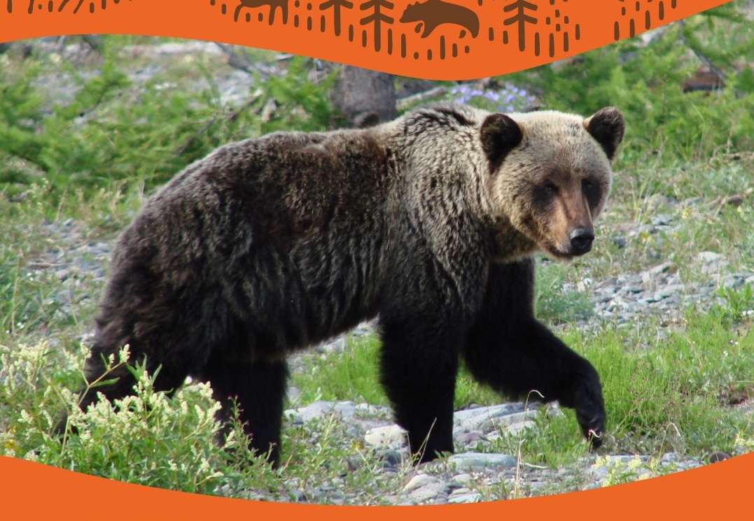 Посещение Большой Байкальской Тропы приостановили в Листвянке из-за медведей