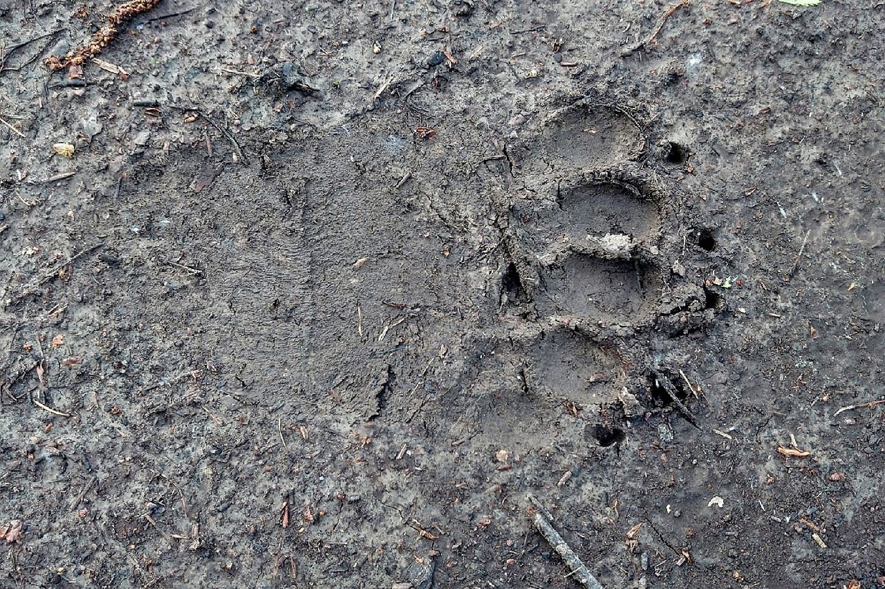 Повредил забор и забрал шкуру козла: медведь проник на территорию частного дома в Братске