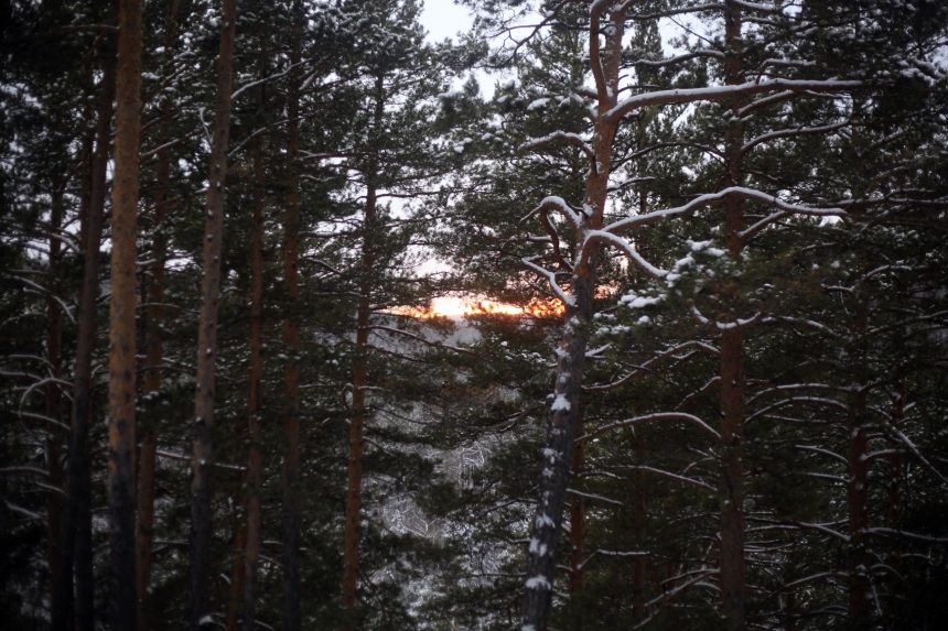 Предприятие в Приангарье незаконно вырубило деревья на 26,5 млн рублей